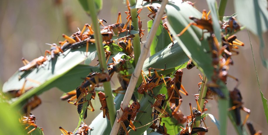 сарана україна небезпека