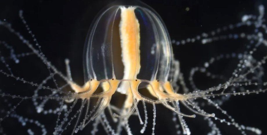 медуза, бессмертная медуза