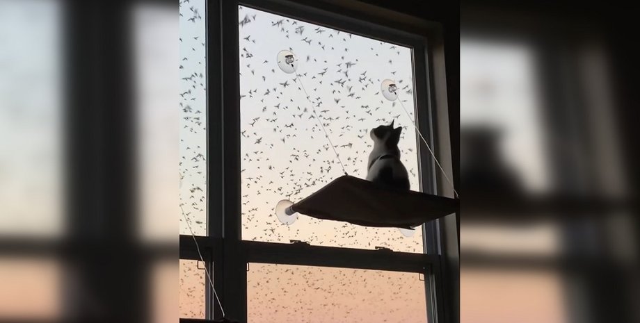 котик із птахами