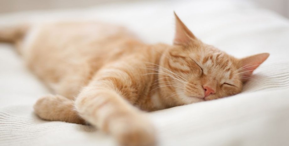рыжий кот, сон, кровать, фото