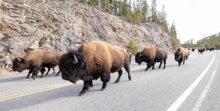бизоны, йеллоустоун бизоны