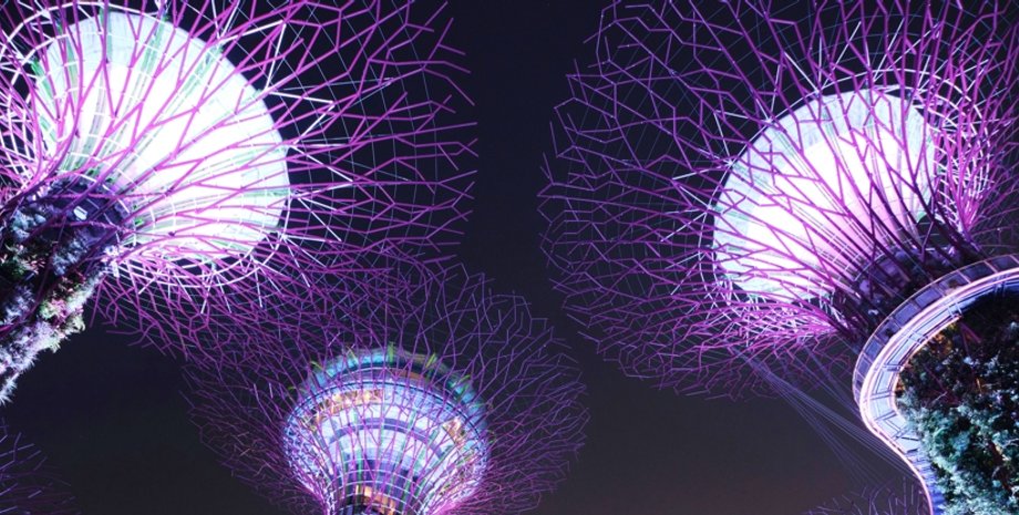 сінгапур, дерева в сінгапурі