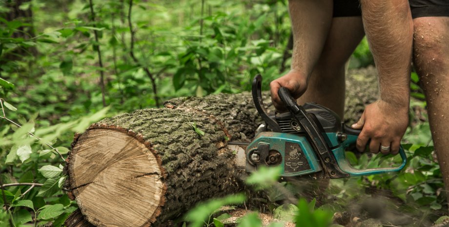 Мужчина вернулся домой и увидел спиленное дерево в саду: он заподозрил соседа