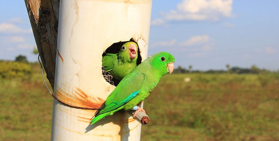 попугаи, дерево, дупло, фото