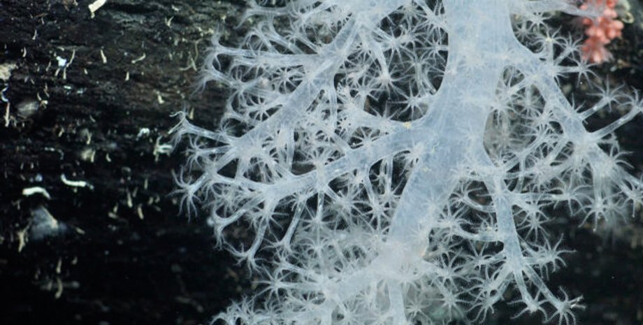 корал, стебло корала, корал антарктида