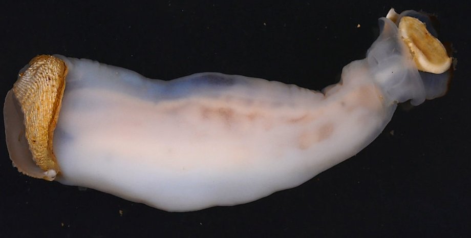 Фото: Marvin A. Altamia and Reuben Shipway