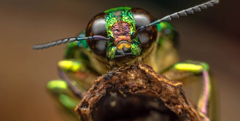 насекомые, глаза насекомые