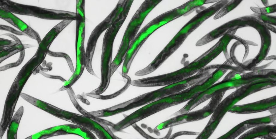 черви, що світяться