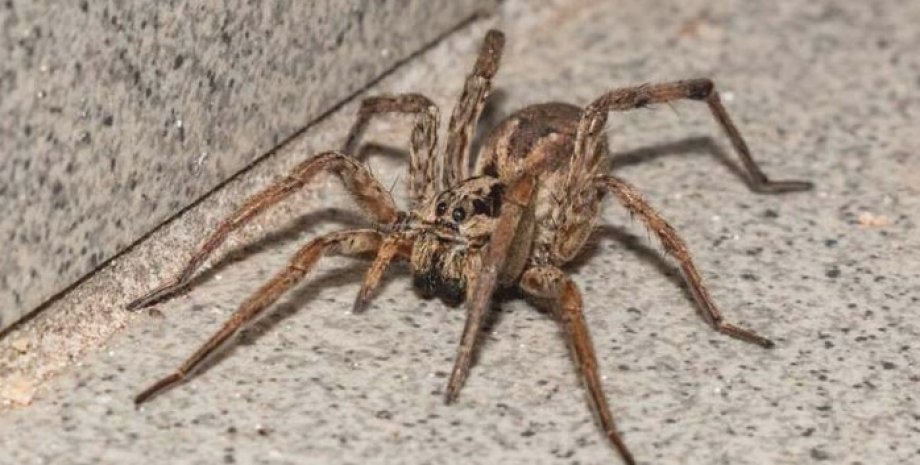 павук павук