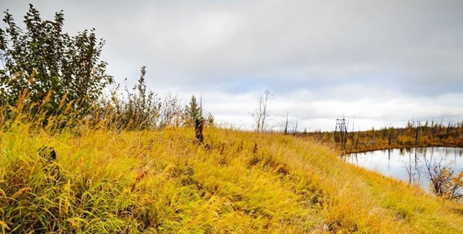 трава, вечная мерзлота, сибирь