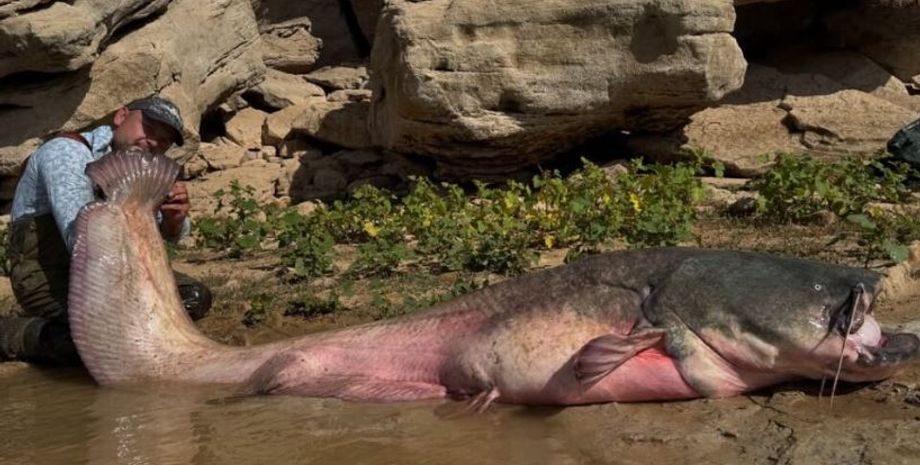 Сом рекордных размеров, рыба, улов, рыбалка, Испания, Польша, невероятный трофей, рекорды, интересные истории