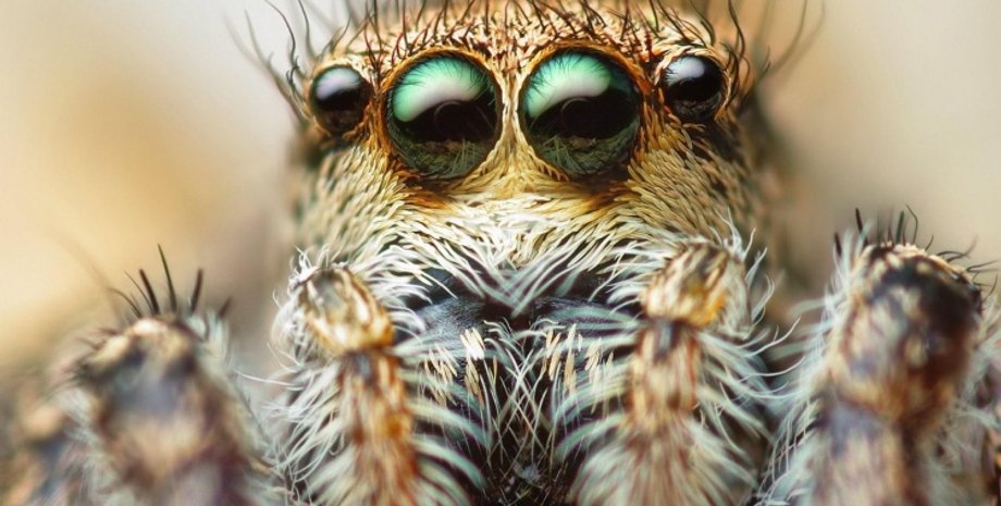 Фото: deskbg.com