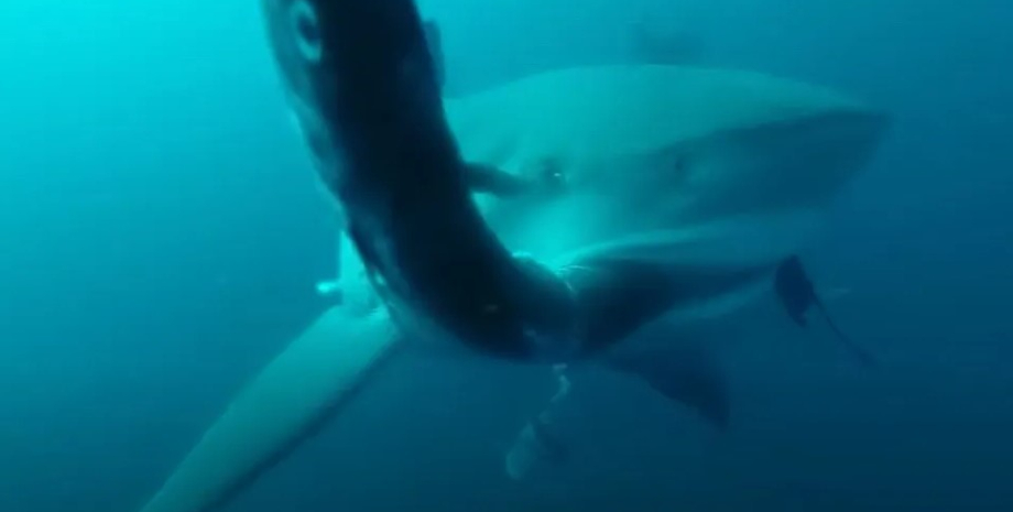 напад акул, акули напад