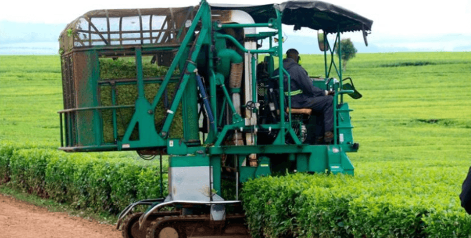 кения, сбор чая, автоматизированный сбор чая, чайная плантация