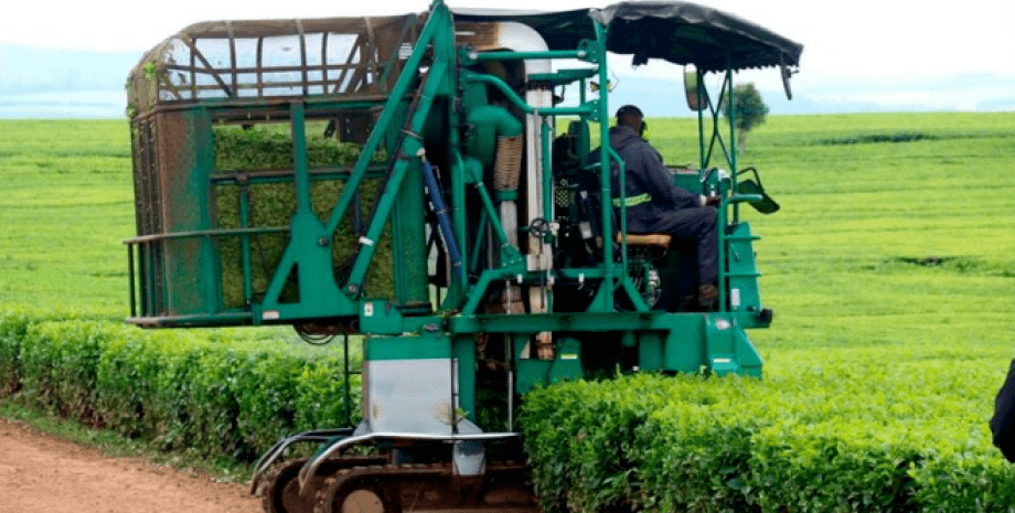 кенія, збирання чаю, автоматизований збирання чаю, чайна плантація