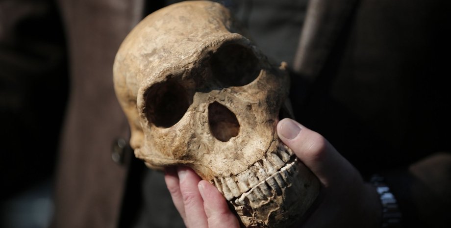 Homo naledi, череп, рука, человек, фото
