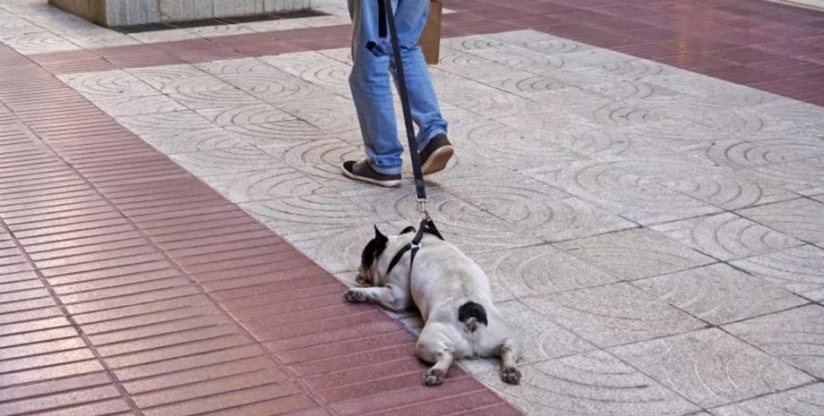 Собака притворяется мертвой, пес притворился мертвым, звезда TikTok, собака не хочет гулять, соцсети, вирусное видео, звезда соцсетей