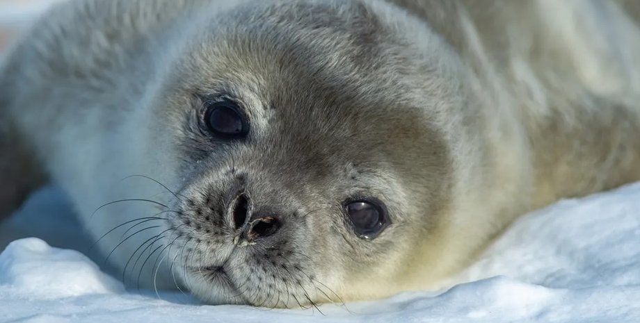 морской котик, детеныш морского котика