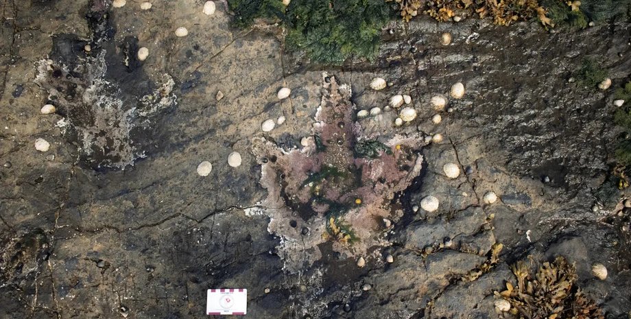 динозавры, тероподы, следы динозавров, динозавры следы