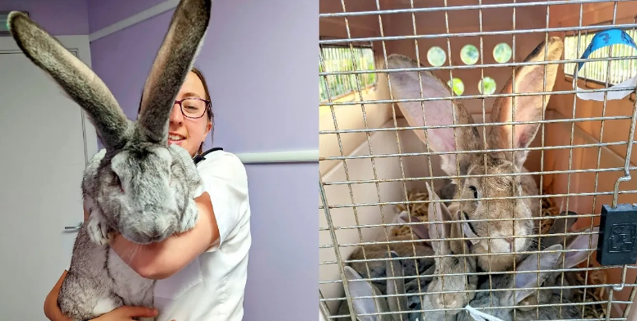 Кролик, звери, домашние любимцы, животные, курьезы, фото, видео, тренды TikTok, Instagram