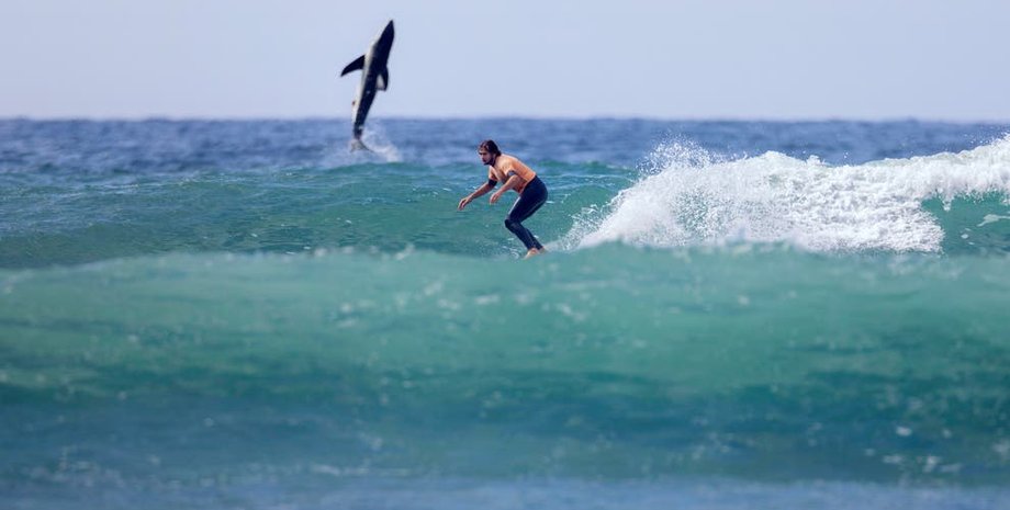 Акула в Калифорнии