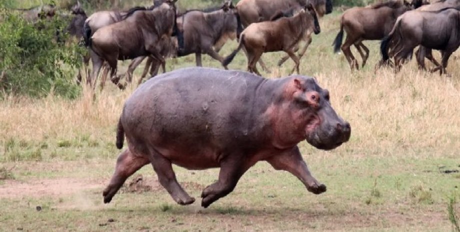 бегемот, гіпопотам, бегемот літає