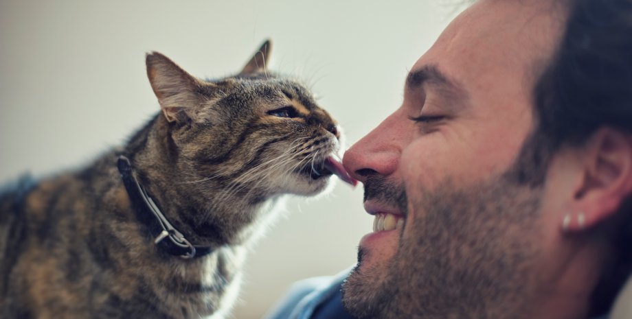 кошка, кошки, коты, кот