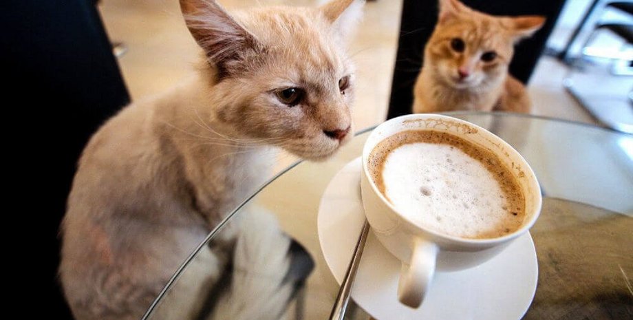 Котокафе, кошка, кот, кафе