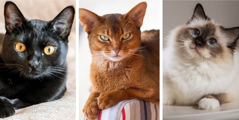 кошки, коллаж, породы кошек