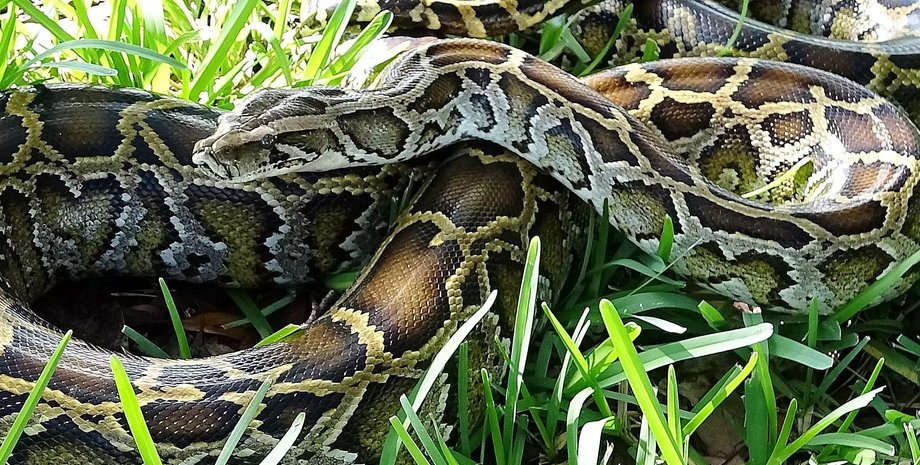 пітон, бірманський пітон, бірманський пітон