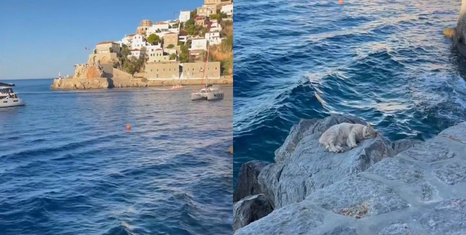 Під звуки хвиль на березі моря: кіт став сенсацією мережі завдяки милому сну