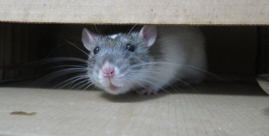 крыса грызун, домашний питомец, животное