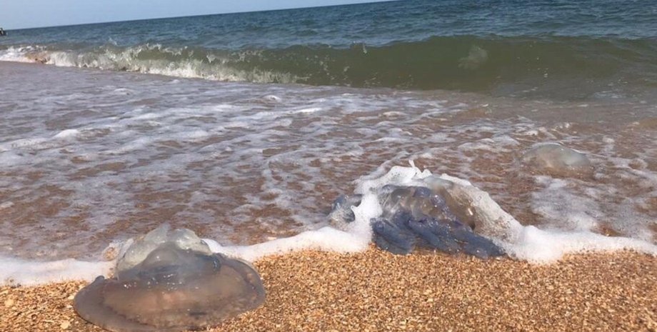 медузы, песок, азовское море, фото