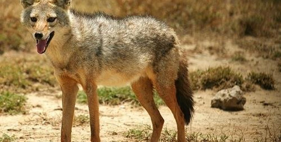 Фото: Одесская жизнь