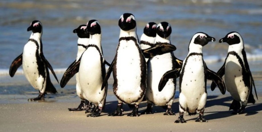 пінгвіни, ПАР, загибель, фото