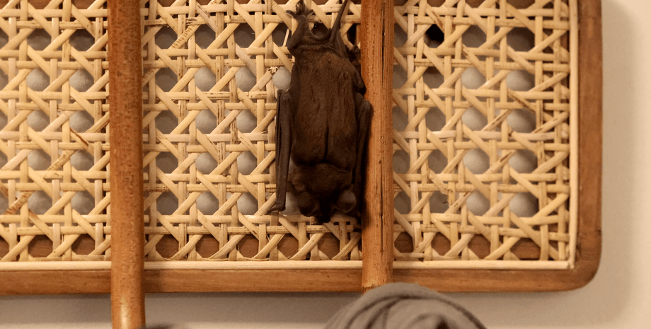 Нашествие летучих мышей в доме, новый дом, новое жилье, аренда жилья, летучие мыши, с домом что-то не так, переезд, семья с детьми