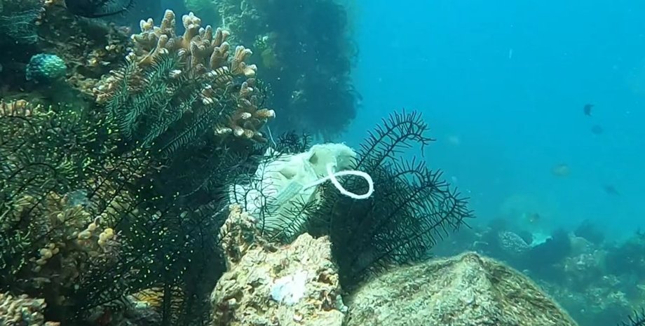 маска, море, коронавирус