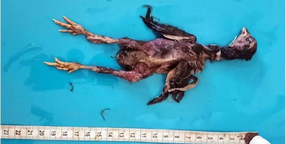 Цыпленок, который достали из мужа Цыпленок, который достали из мужа