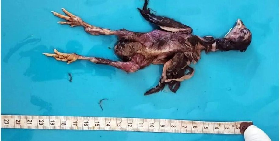 Курча, яке дістали з чоловіка