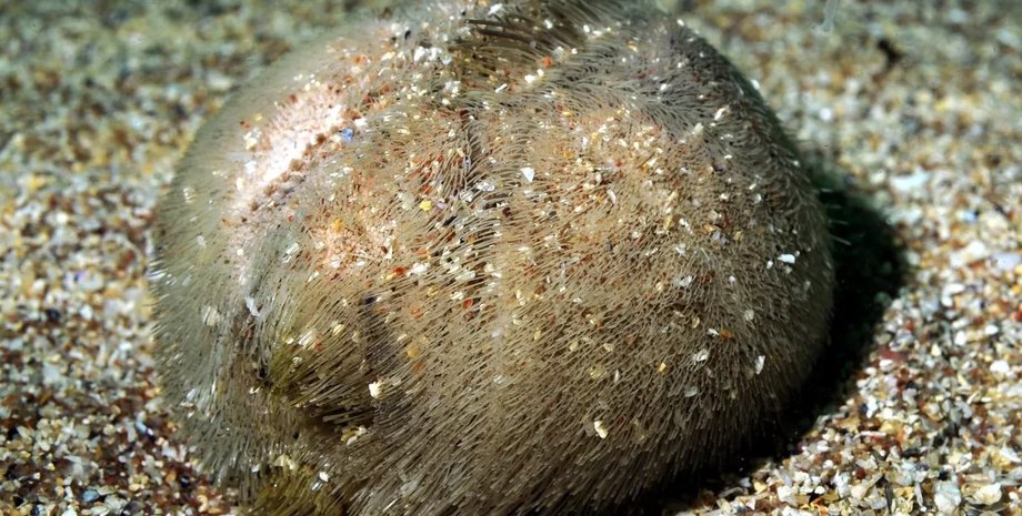 морські їжаки, еволюція морських їжаків