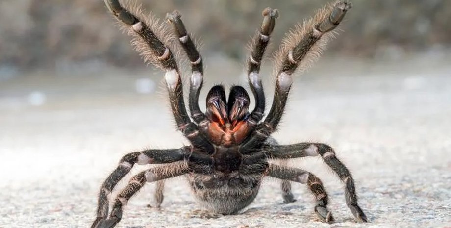 тарантул, золотой тарантул, персидский тарантул
