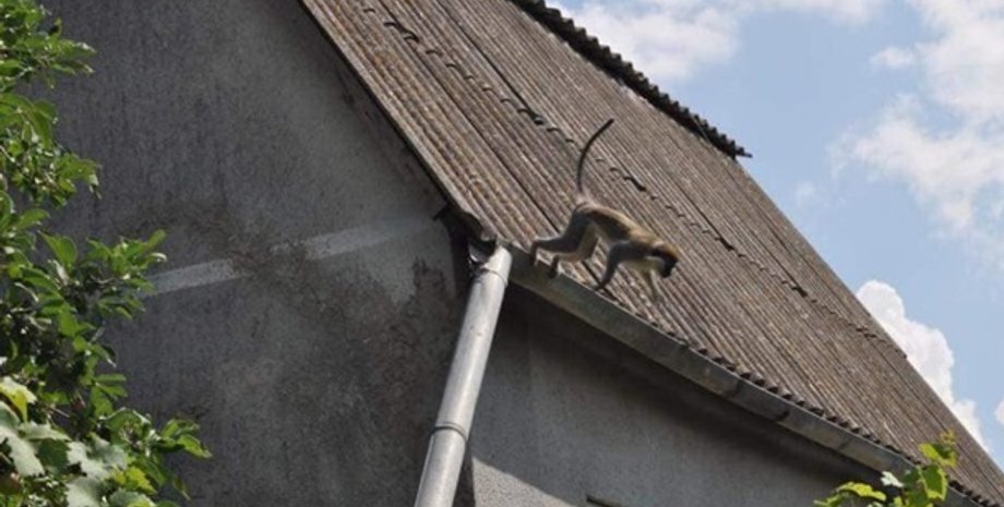 Фото: dumskaya.net