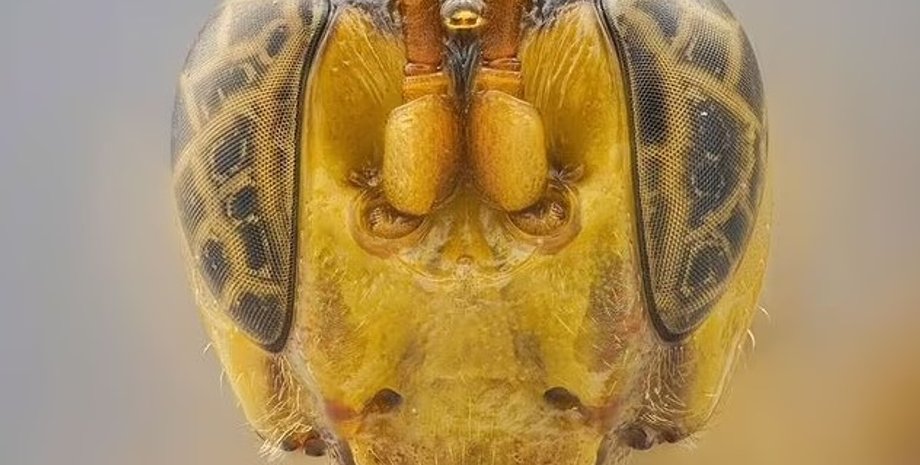 оса, оса паразит