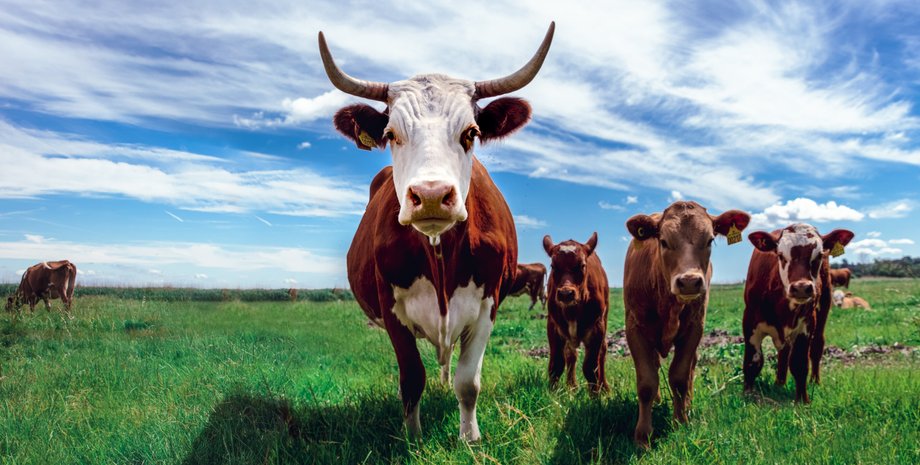 коровы, коровы метан, коровы метеоризм