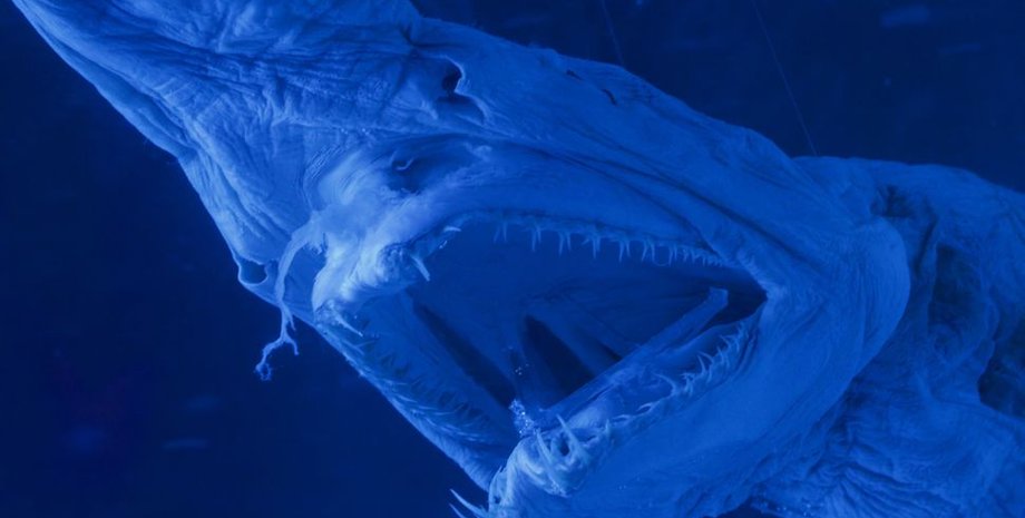 акула-гоблин