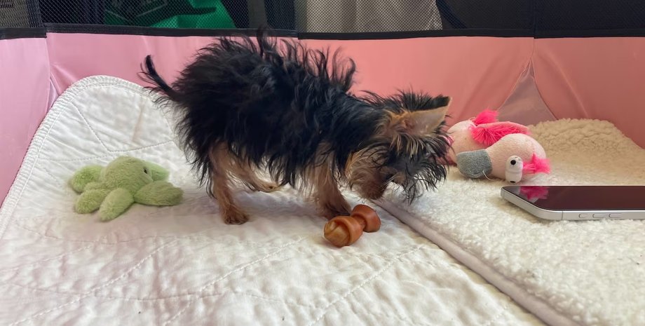 Щенок йоркширского терьера