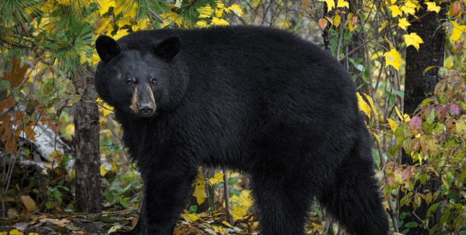 ведмідь напад