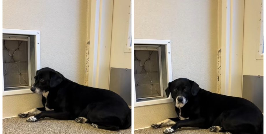 Хозяева вернули "слишком скучную" собаку в приют: ее история заставляет заплакать