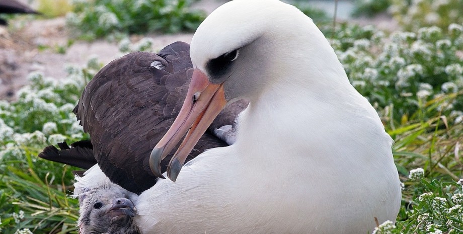 Уіздом, темноспінний альбатрос