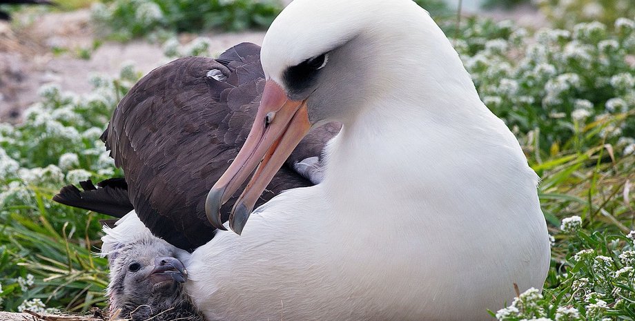 уиздом, темноспинный альбатрос